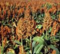 ذرت خوشه ای، great millet ، durra ، jowari ، milo